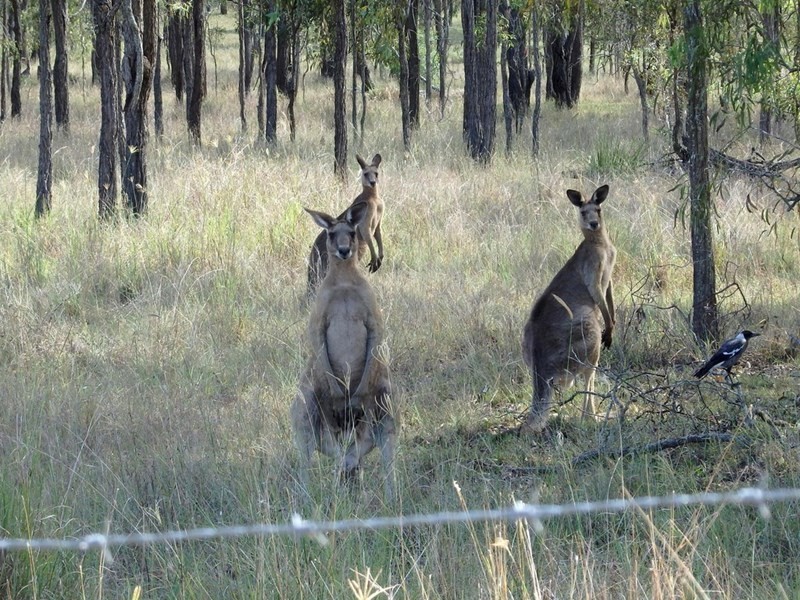 129 Dead Horse Lane, Toogoolawah QLD 4313