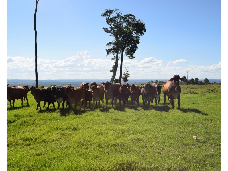 346 Cressbrook Creek Road, Biarra QLD 4313
