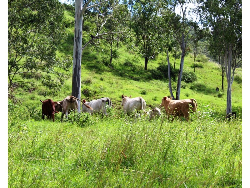 346 Cressbrook Creek Road, Biarra QLD 4313