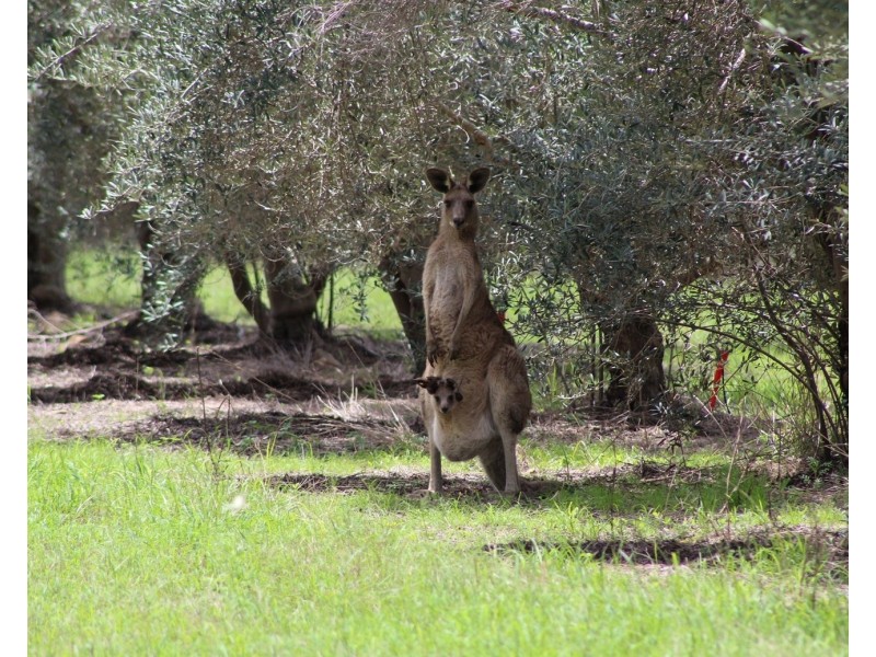 234 Paddy Gully Road, Glen Esk QLD 4312
