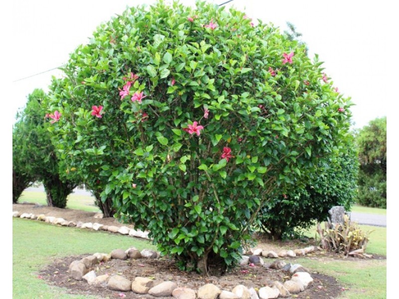 19 Alexandra Street, Toogoolawah QLD 4313