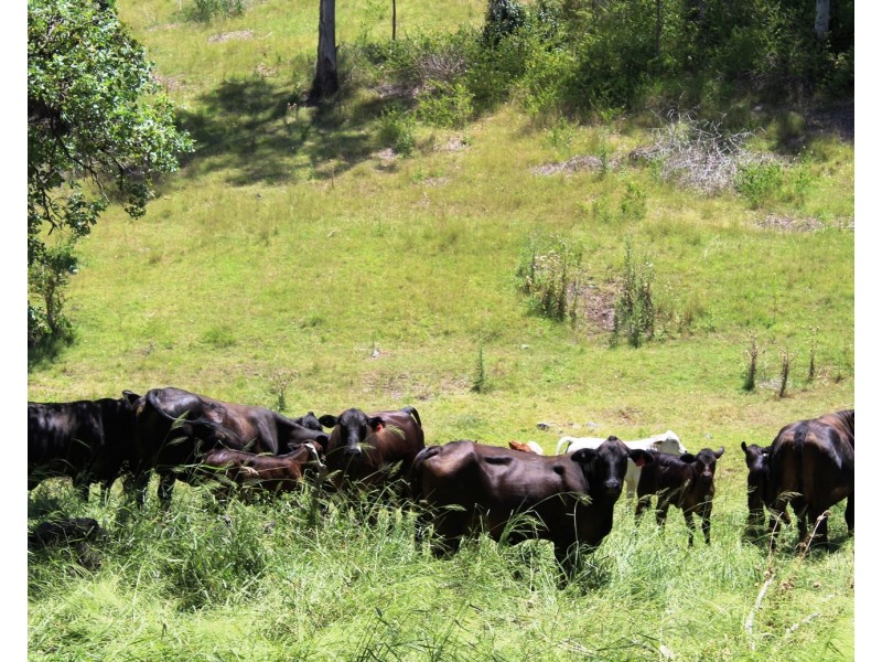 738 Arababy Creek Road, Moore QLD 4306