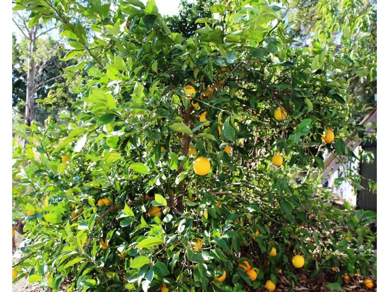 7837 Brisbane Valley Highway, Braemore QLD 4313