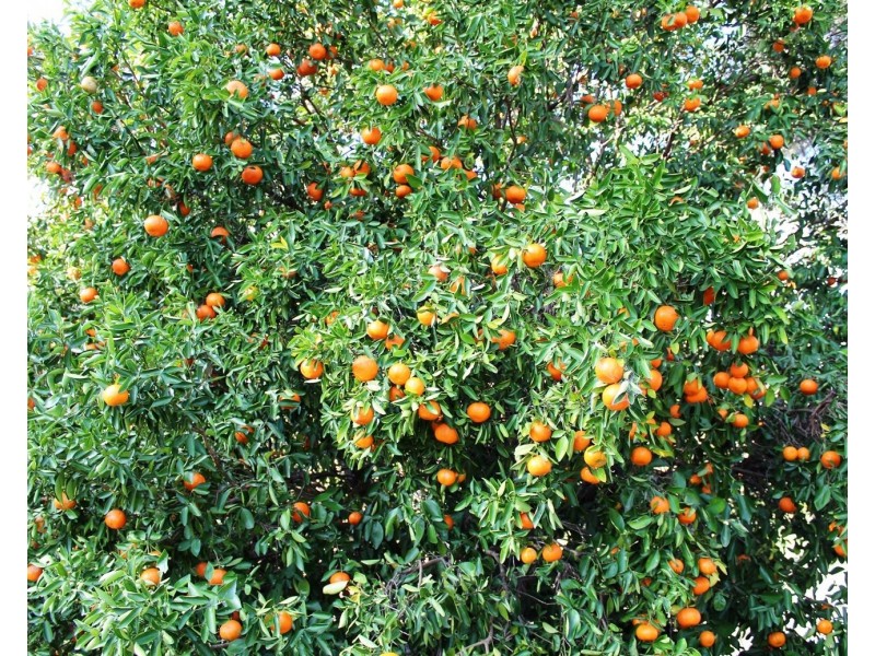 7837 Brisbane Valley Highway, Braemore QLD 4313