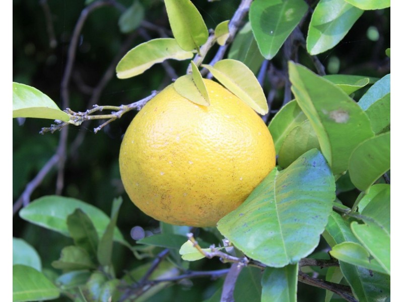 7837 Brisbane Valley Highway, Braemore QLD 4313