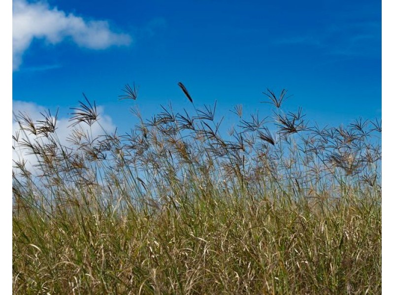 40 Traves Road, Sandy Creek QLD 4515