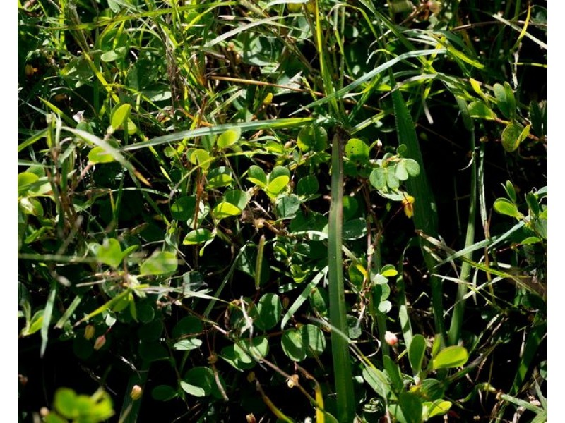 40 Traves Road, Sandy Creek QLD 4515