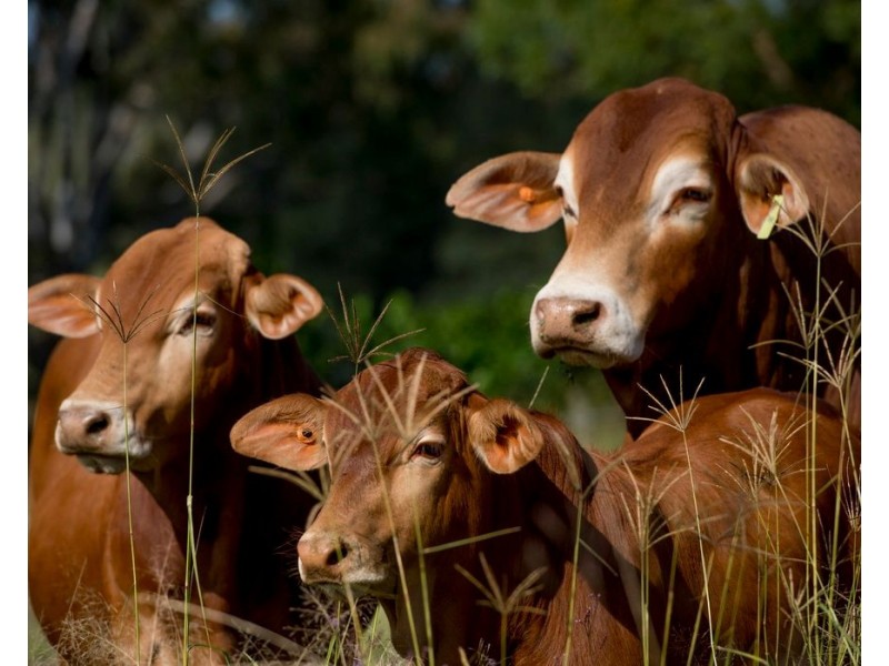 40 Traves Road, Sandy Creek QLD 4515