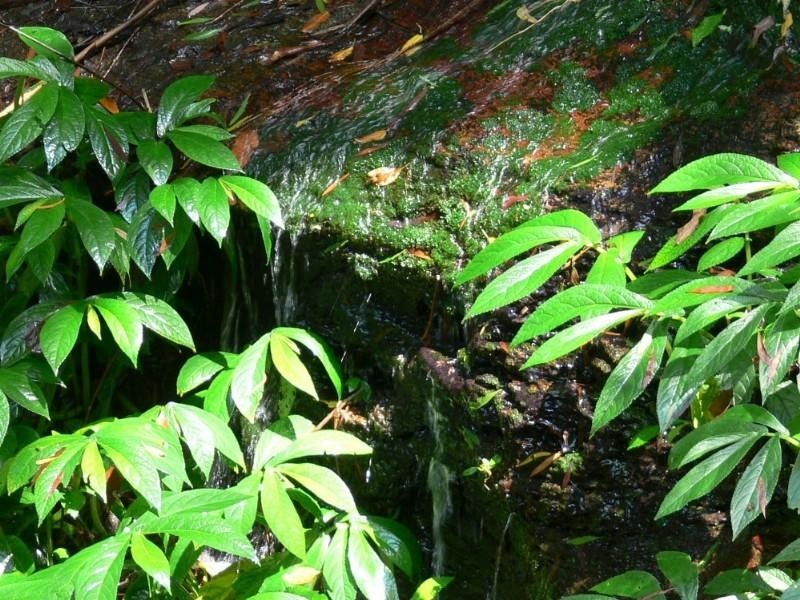 Ravensbourne QLD 4352