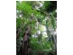 Ravensbourne QLD 4352