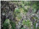 Ravensbourne QLD 4352