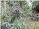 Ravensbourne QLD 4352