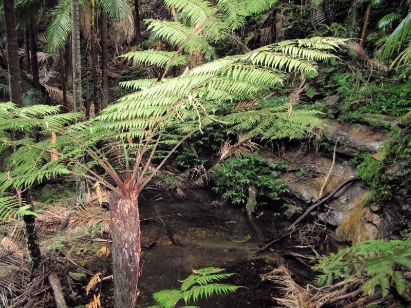 Ravensbourne QLD 4352