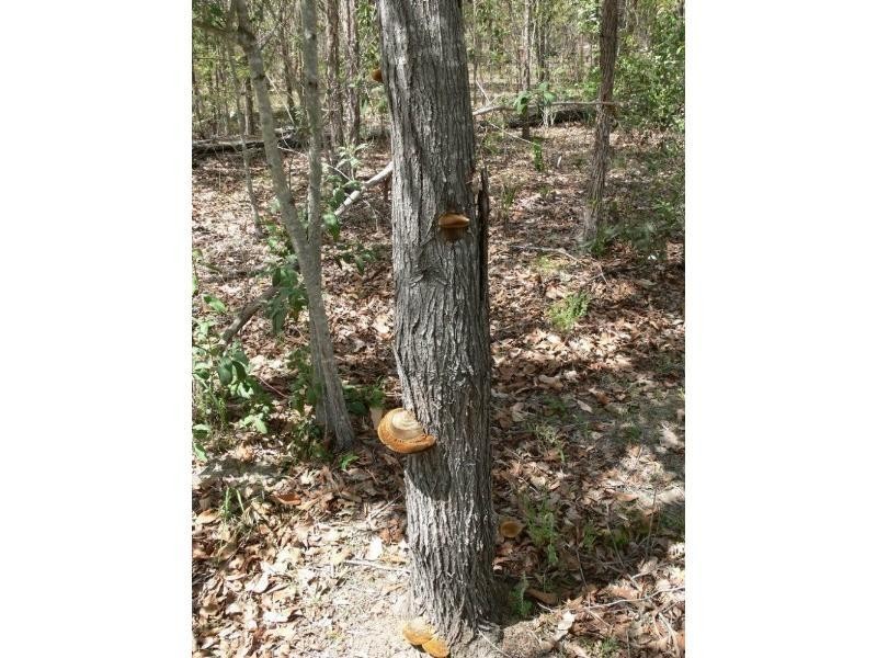 Mount Hallen QLD 4312