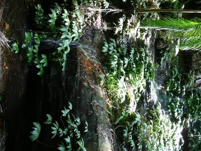 Ravensbourne QLD 4352