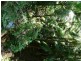 Ravensbourne QLD 4352