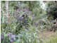Ravensbourne QLD 4352