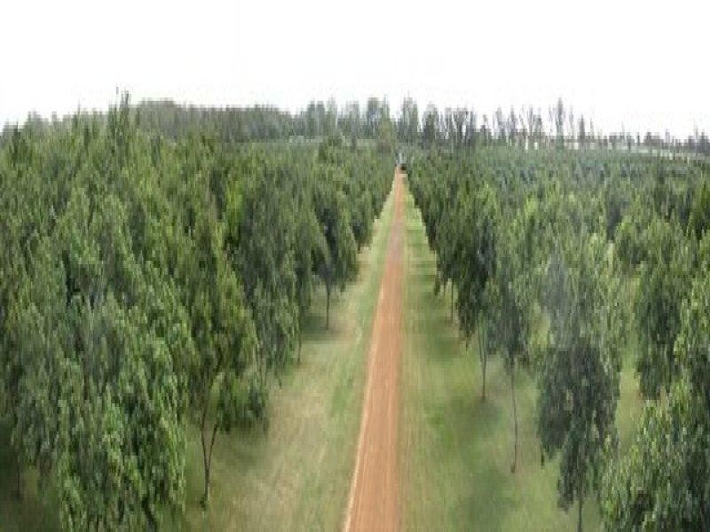 Mount Binga QLD 4306