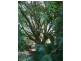 Esk QLD 4312