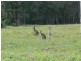 Mount Hallen QLD 4312