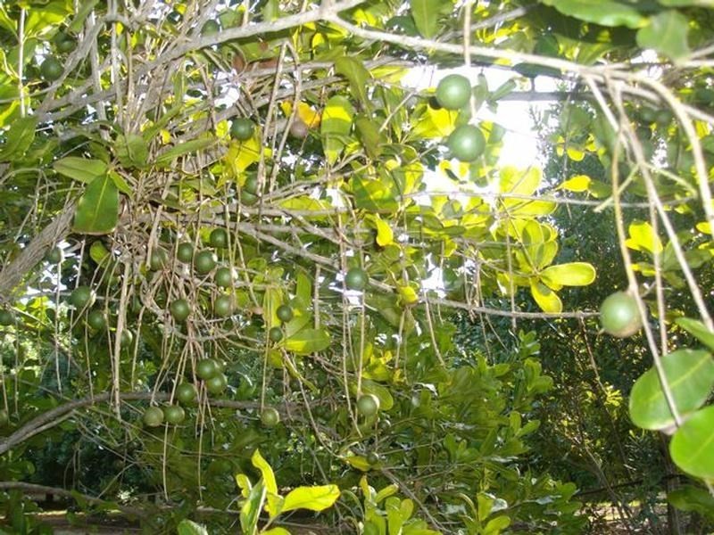 Lot 24 Blackbutt Crows Nest Road, Blackbutt QLD 4306