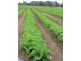 Lowood QLD 4311