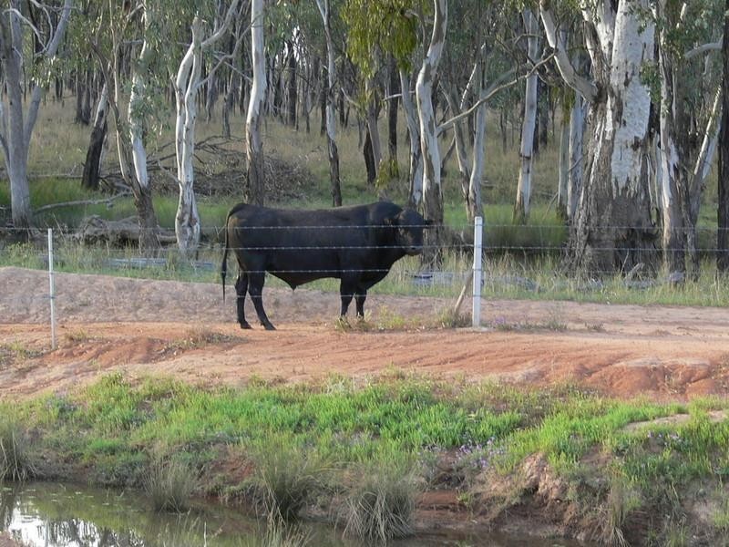 Goondiwindi QLD 4390