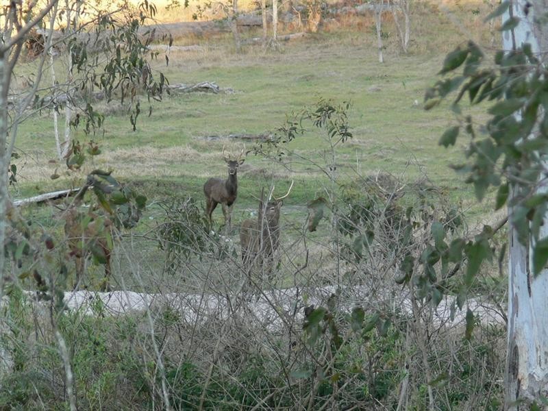 Redbank Creek QLD 4312