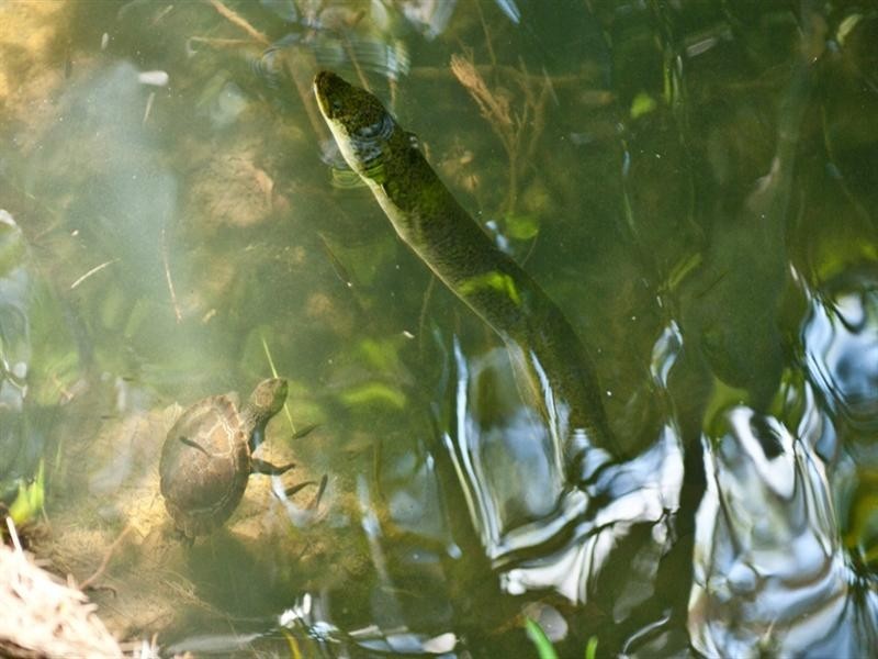 Split Yard Creek QLD 4306