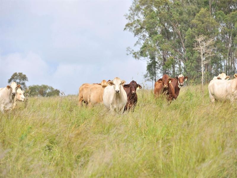 36 Old Station Road, Mount Hallen QLD 4312