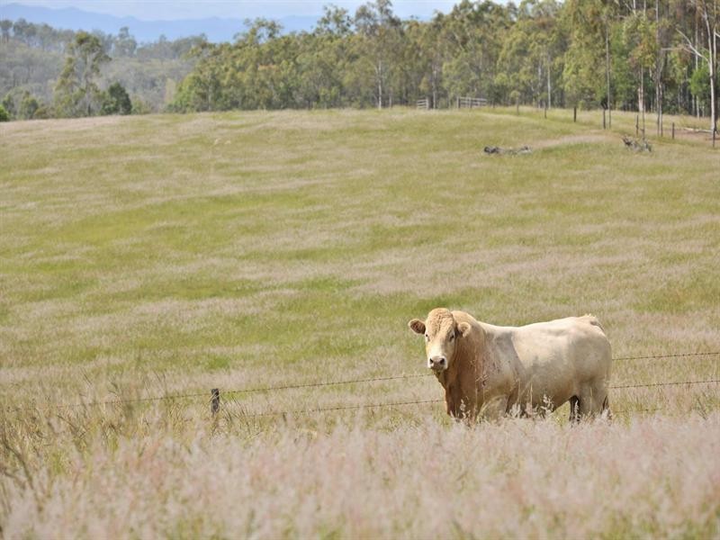 36 Old Station Road, Mount Hallen QLD 4312