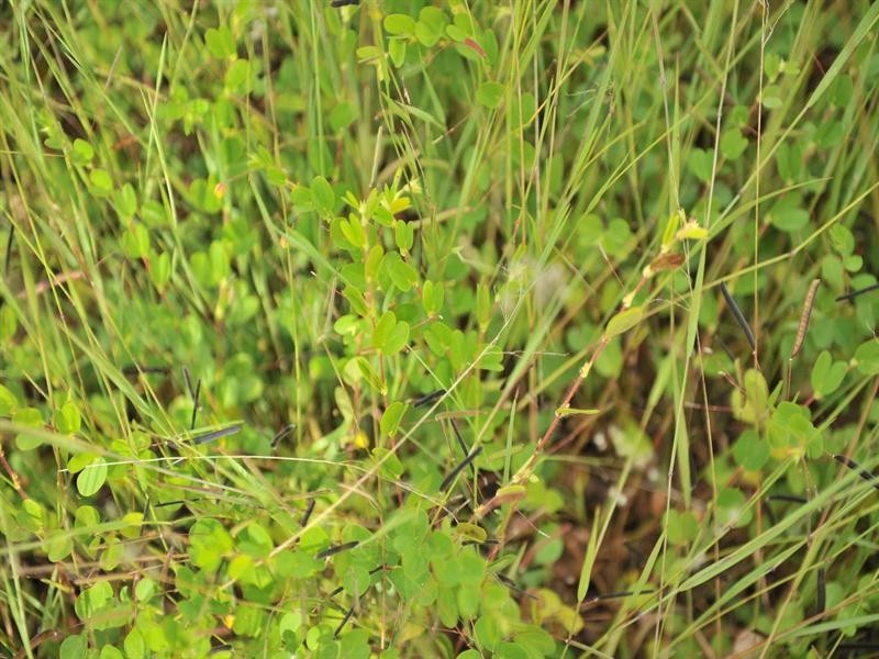 36 Old Station Road, Mount Hallen QLD 4312