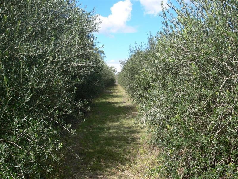 41 Windsor Drive, Esk QLD 4312