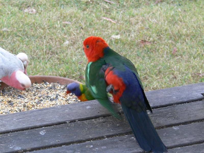 Mount Hallen QLD 4312