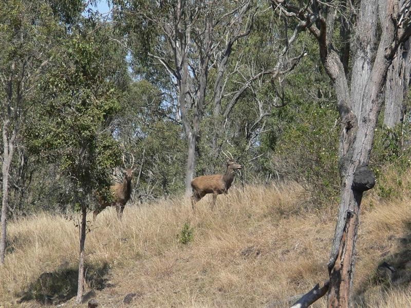 Harlin QLD 4306