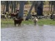 Harlin QLD 4306