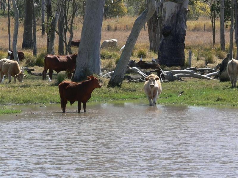 Harlin QLD 4306