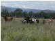 Cressbrook QLD 4313