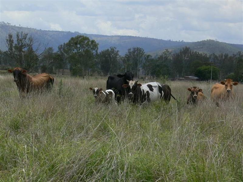 Cressbrook QLD 4313
