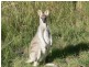 Coal Creek QLD 4312