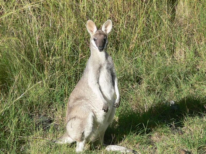 Coal Creek QLD 4312