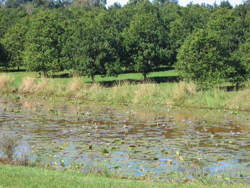 Mcleans Ridges NSW 2480