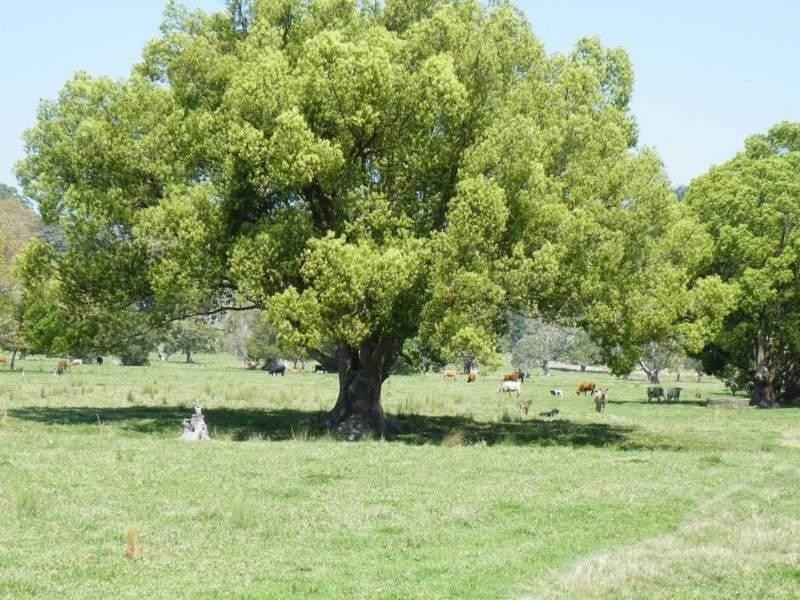 Billinudgel NSW 2483