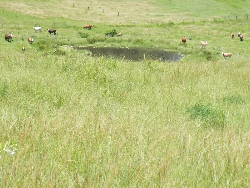 1130 Dyraaba Road, Dyraaba NSW 2470