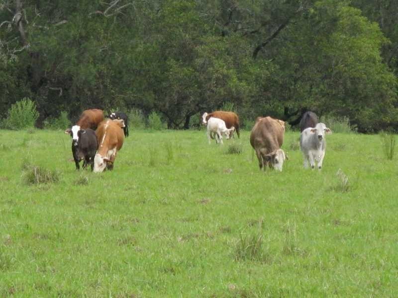 422 Mockharra Lane, Kyogle NSW 2474