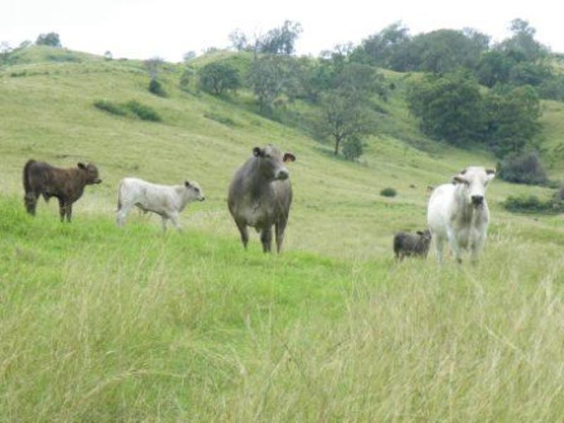 Lot 571 Afterlee Road, Kyogle NSW 2474