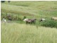 Lot 571 Afterlee Road, Kyogle NSW 2474