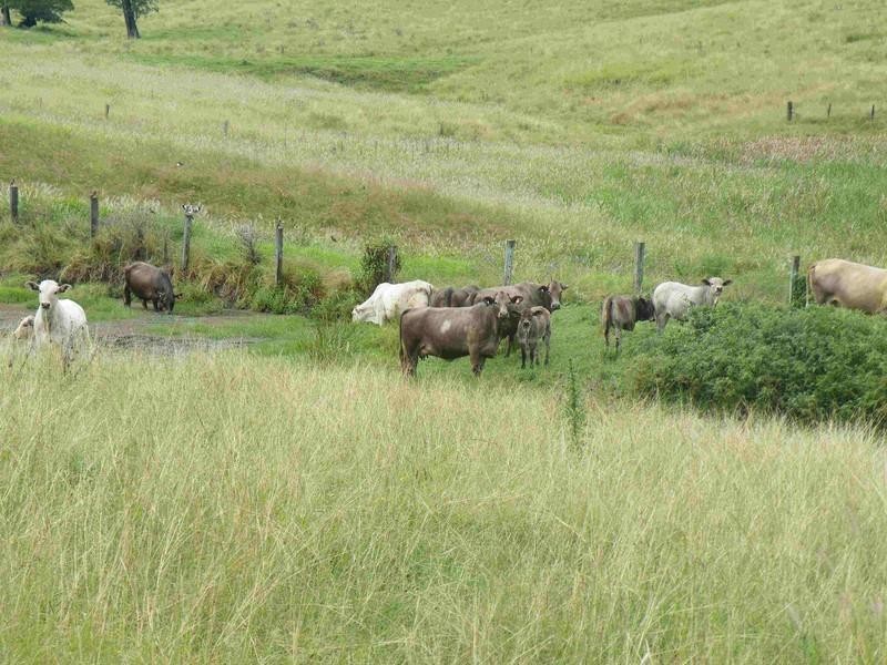 Lot 571 Afterlee Road, Kyogle NSW 2474
