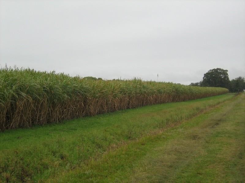 7 Whytes Lane, Pimlico NSW 2478