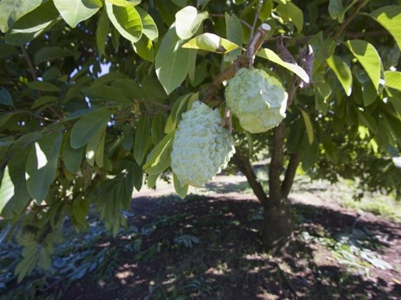 181 Goremans Road, Eureka NSW 2480